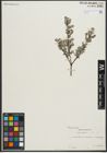 Foto von Salix repens subsp. repens L.
